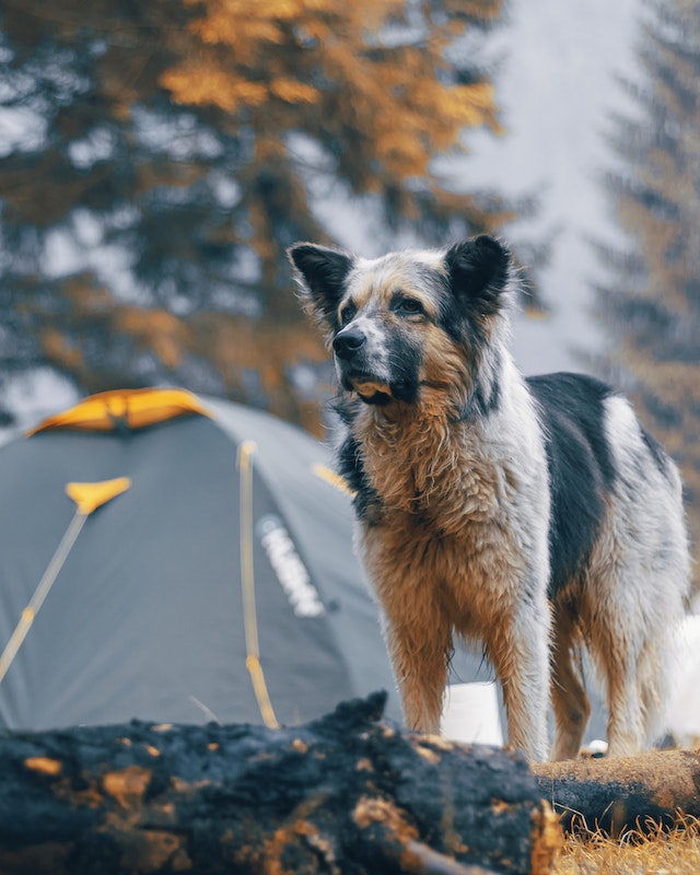 What to pack when camping with dogs